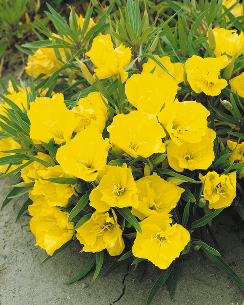 Oenothera Evening Primrose