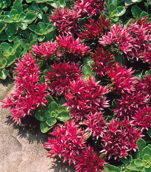 Sedum spurium