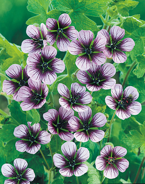 Geranium Salome