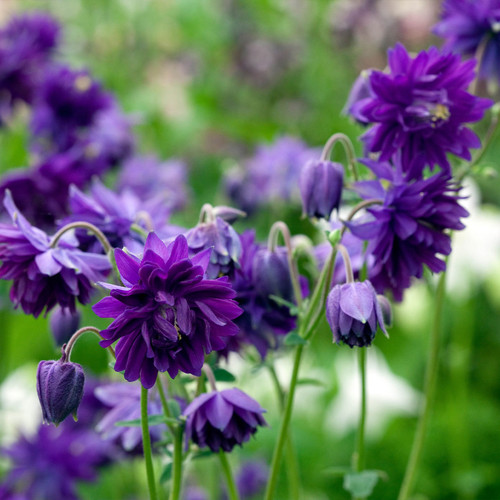 Aquilegia vulgaris Blue Barlow