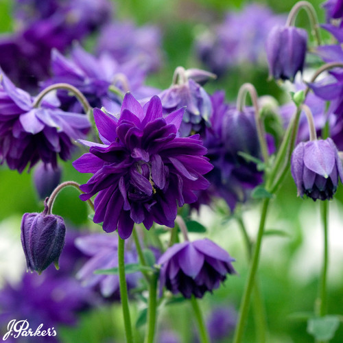 Aquilegia vulgaris Blue Barlow