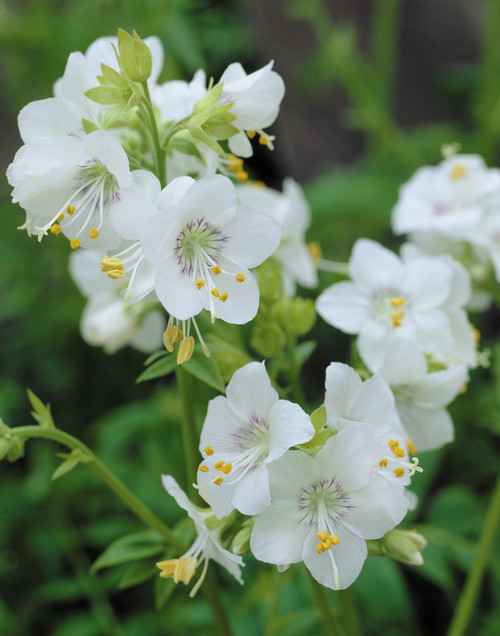 Polemonium White Pearl