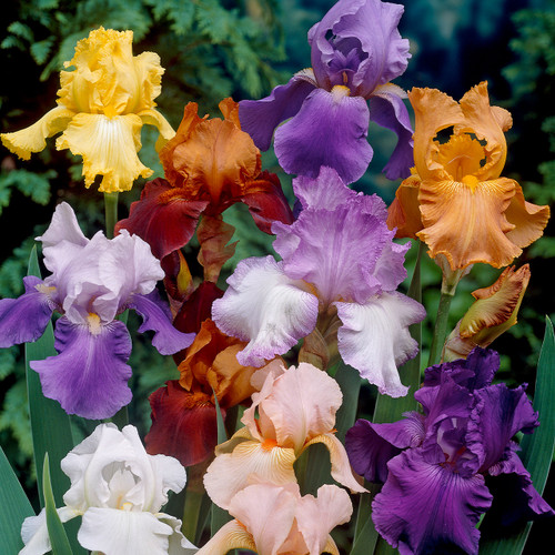 Iris germanica Mixed