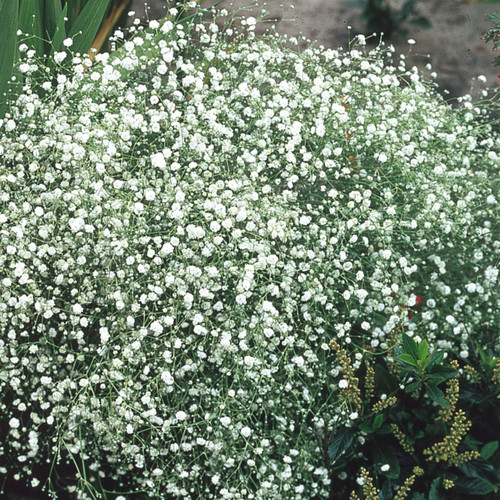 Gypsophila paniculata White