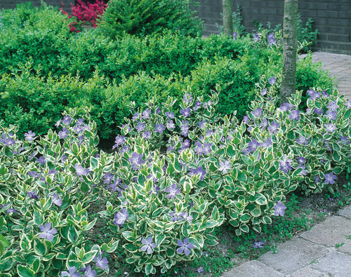 Vinca major Variegata