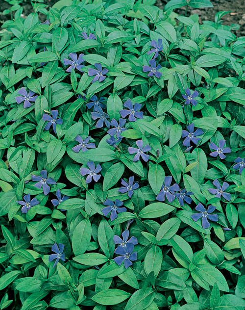 Vinca minor (Periwinkle)