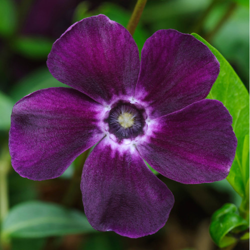 Vinca minor Atropurpurea