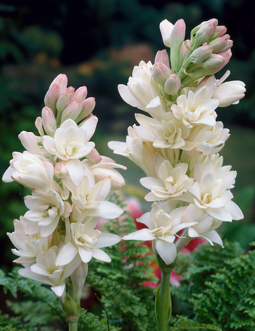 Polianthes tuberosa The Pearl