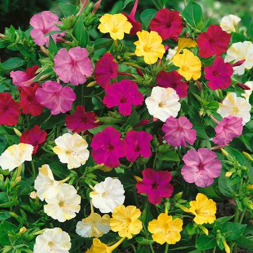 Mirabilis Jalapa