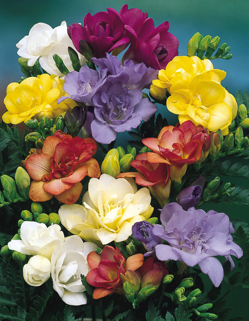 Freesia Double Mixture 7cm+