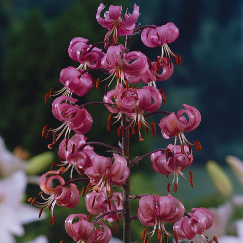 Lilium Martagon Pink