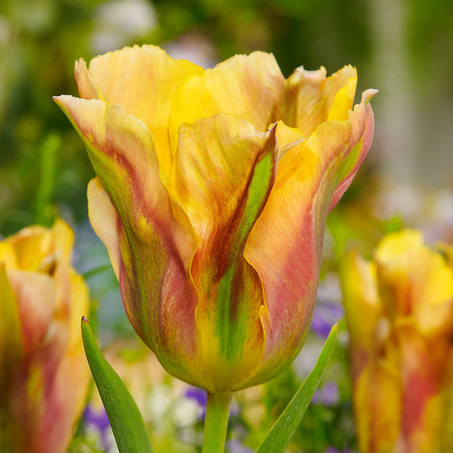 Tulip 'Golden Artist'