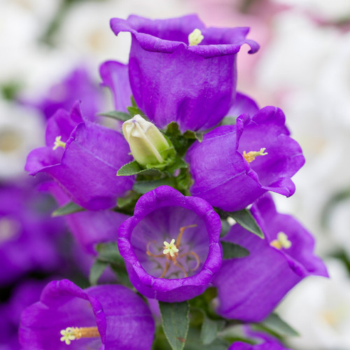 Campanula Medium Blue