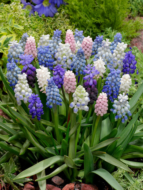 Muscari Mixed 6-8cm