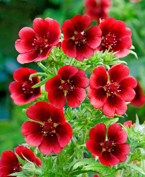 Potentilla Monarch's Velvet 5cm