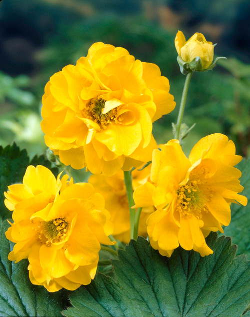 Geum Lady Stratheden 5cm