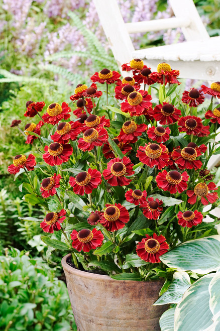 Helenium Ruby Tuesday