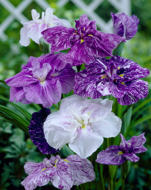 Iris ensata Mixed