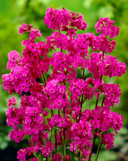 Lychnis Viscaria Splendens 5cm