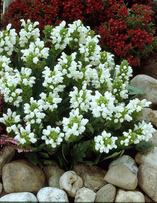 Prunella Grandiflora Alba 5cm