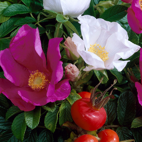 Rosa rugosa Alba