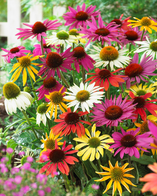 Echinacea Butterfly Mixed