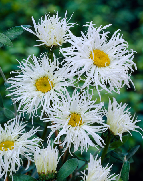 Leucanthemum Old Court