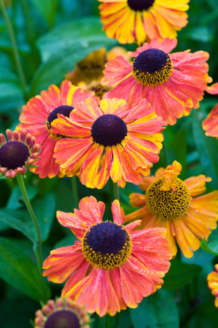 Helenium Sahin's Early Flowerer