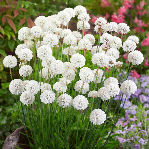 Armeria White