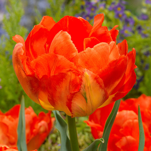 Tulip Monte Orange