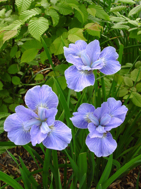 Iris sibirica Dear Delight