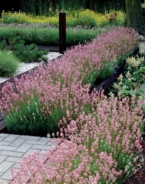 Lavender Rosea (5cm Module)