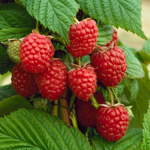 Raspberry Autumn Bliss