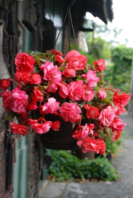 Begonia odorata Pink Delight