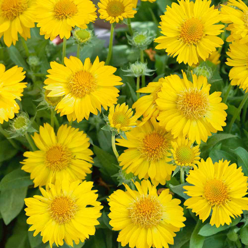 Gaillardia maxima Aurea (Indian Yellow 5cm)