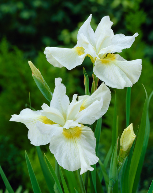Iris sibirica Creme Chantilly