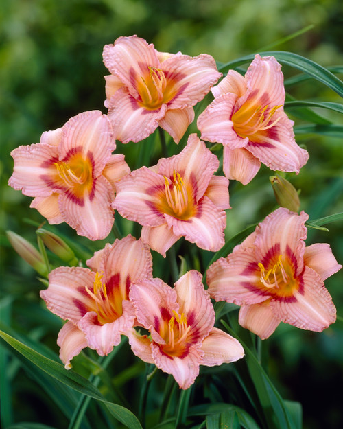 Hemerocallis Longfields Glory