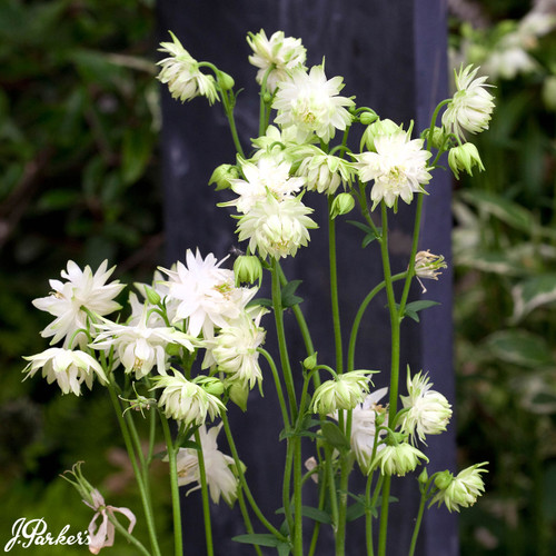 Aquilegia White Barlow