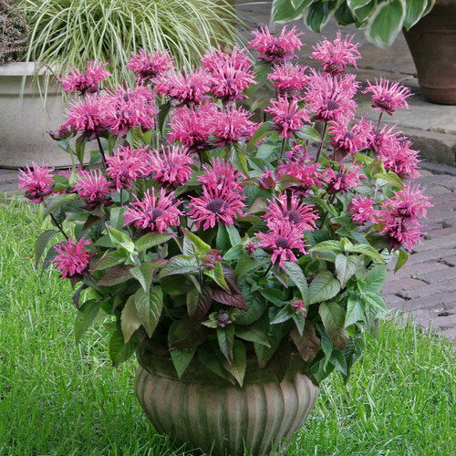 Monarda Pink