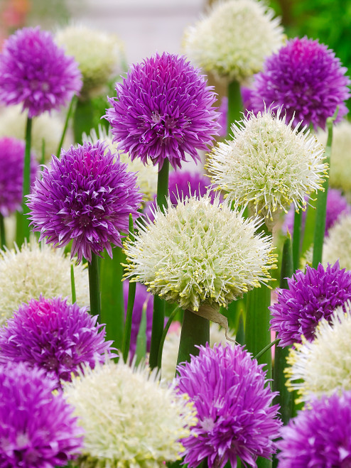 Allium schoenoprasum 'Forrescate'