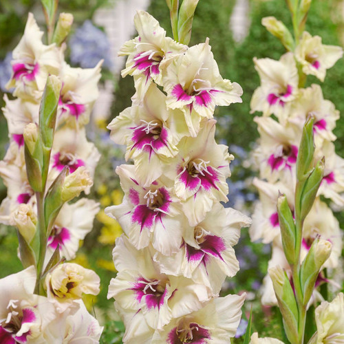 Gladioli Amber Mystique