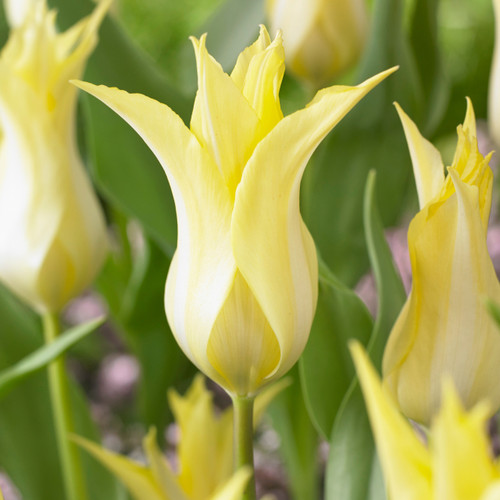 Tulip Florijin Chic