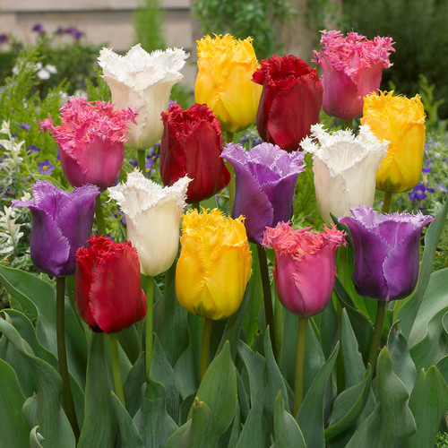 Tulip Fringed Tulips Mixed