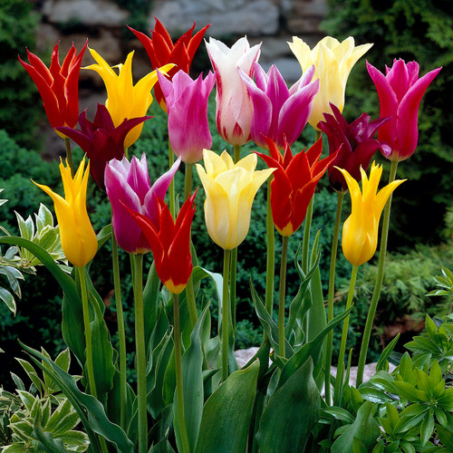 Tulip Lily Flowered Mixed 10/12cm
