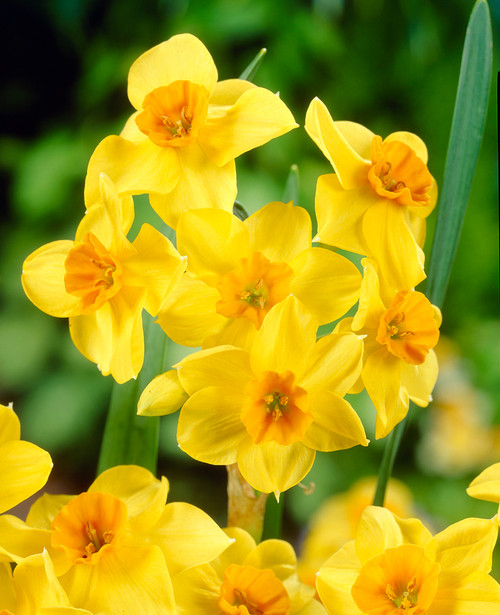 Narcissus  'Falconet'