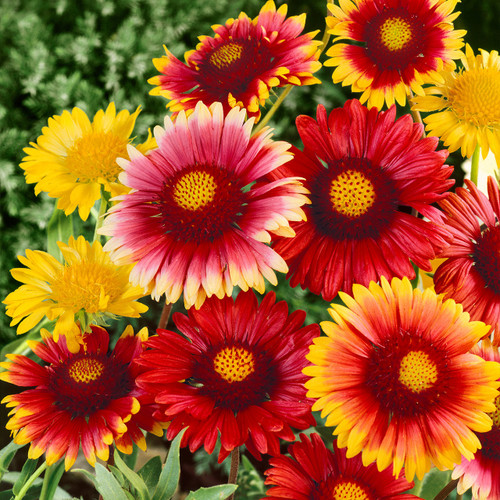 Gaillardia Mix