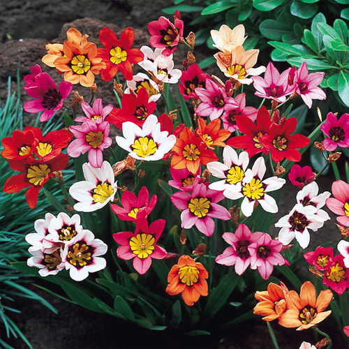 Sparaxis Mixed 4-5cm