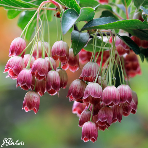 Enkianthus campanulatus Red Bells (2 Litre Pot)