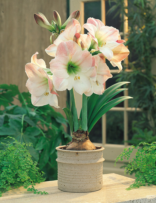 Amaryllis Apple Blossom 30cm+