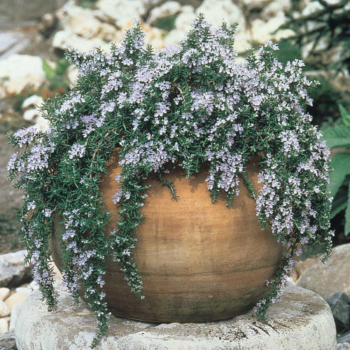 Rosemary officinalis Capri